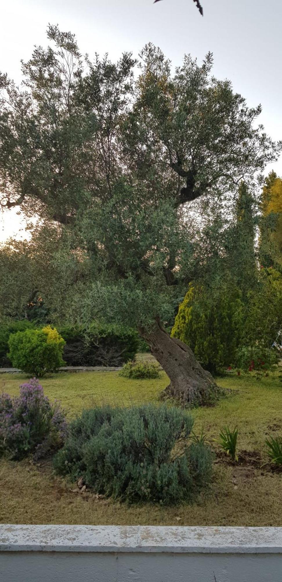 Villa Isabella Ostuni Εξωτερικό φωτογραφία